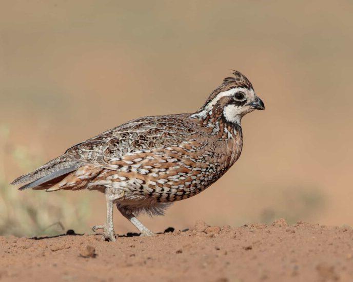 A photo Northern Bobwhite